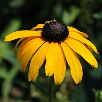 Rudbeckia-Showy Black Eyed - G1