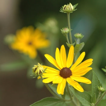 Rudbeckia-Swt Black Eyed - G1