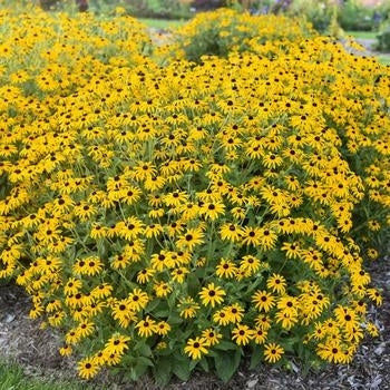 Rudbeckia-Treasure Trove - G1