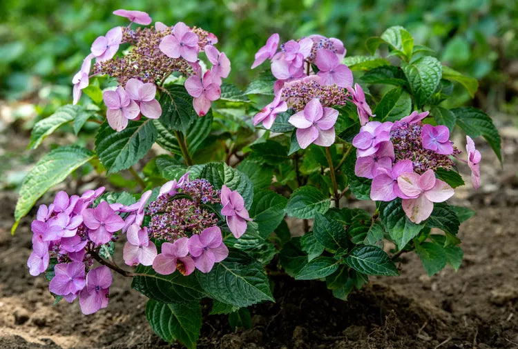 Pop Star Hydrangea 5 Gallon