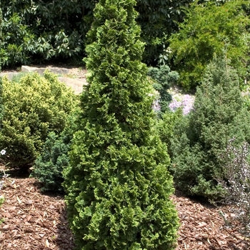 Degroots Spire Arborvitae 10 Gallon