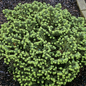 Balsam Fir-Dwarf - G3