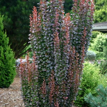 Helmond Pillar Barberry  3 Gallon