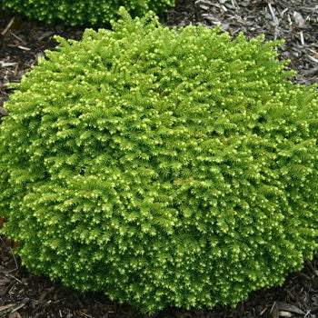 Little Gem Spruce G3