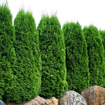 Emerald Green Arborvitae 5'-6'/b&b