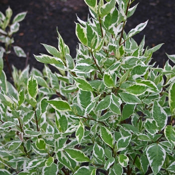 Ivory Halo Dogwood 2 Gallon