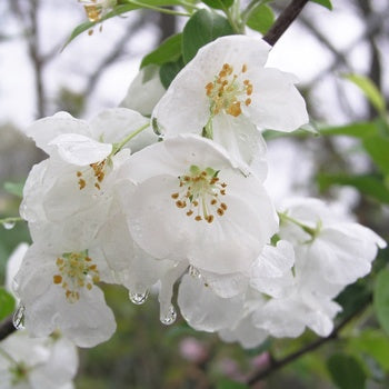 Crabapple-Snowdrift - 1.75"