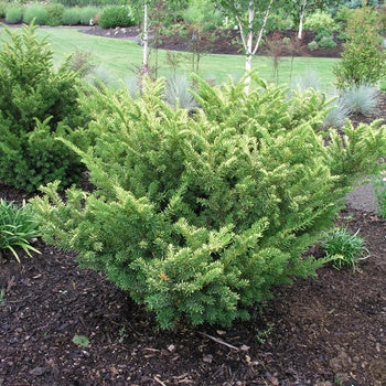 Yew-Taunton - G5