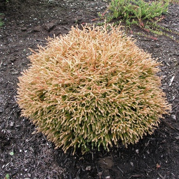 Golden Tuffet Arborvitae 3 Gallon