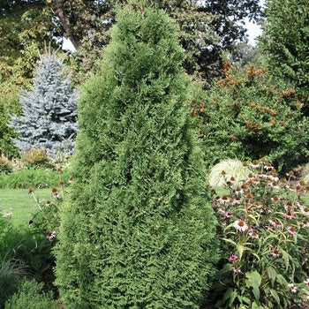 Holmstrup Arborvitae 5-6'/b&b