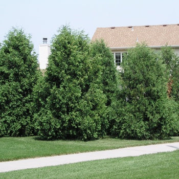 Techny Arborvitae 5-6'/b&b