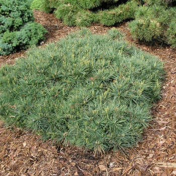 Pine-Blue Shag - G3