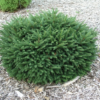 Pumila Spruce G5