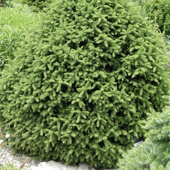 Sherwood Compact Spruce  G10