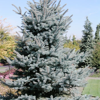 Baby Blue Eyes Spruce G10