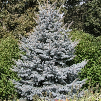 Fat Albert Spruce  G15