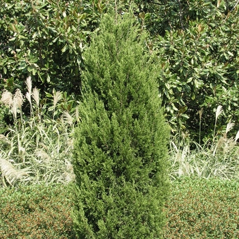 Spartan Upright Juniper 5-6'