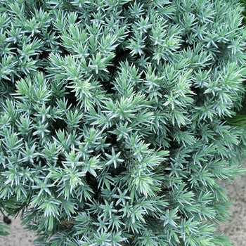 Blue Star Juniper G2