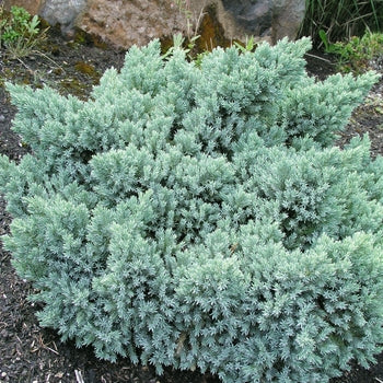 Blue Star Juniper G2
