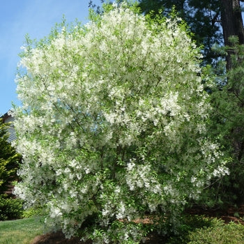 Fringetree-White - G7