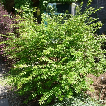 Little Moses Burning Bush 5 Gallon