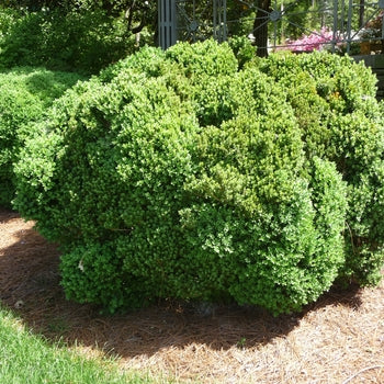 Green Velvet Boxwood 10 Gallon