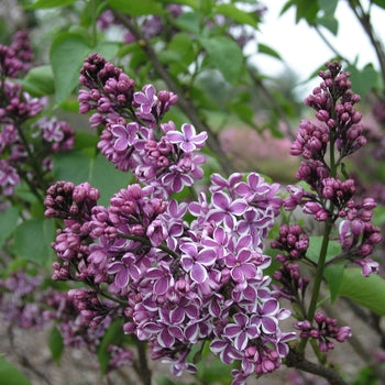 Lilac-Sensation - G3