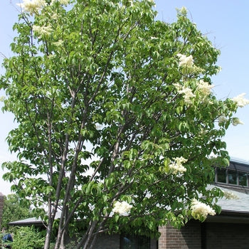 Lilac-Tree Ivory Silk - G10