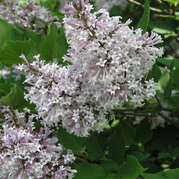 Lilac-Tree Miss Kim - G6 Std.