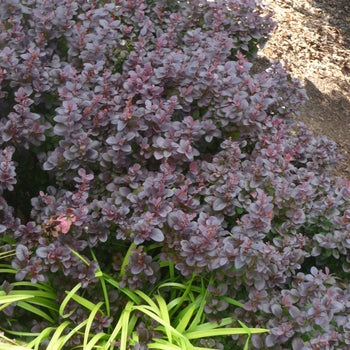 Concorde Barberry 2 Gallon