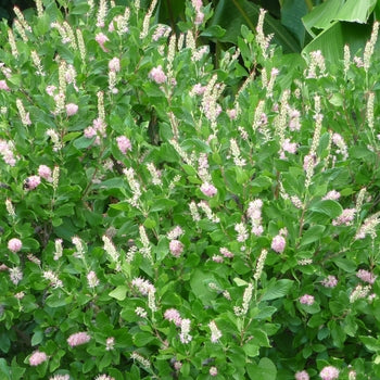 Ruby Spice Clethra 2 Gallon