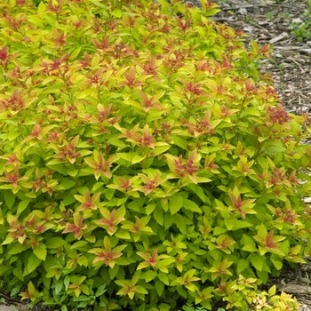 Spirea-Magic Carpet - G2