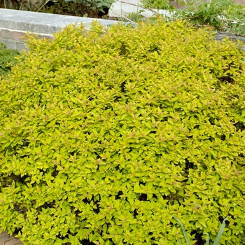 Spirea-Dakota Gold Charm - G3