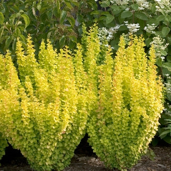 Gold Pillar Barberry 2 Gallon
