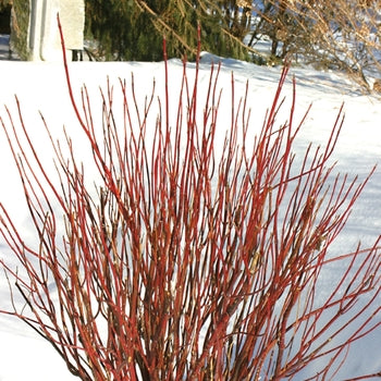 Arctic Fire Red Dogwood 2 Gallon