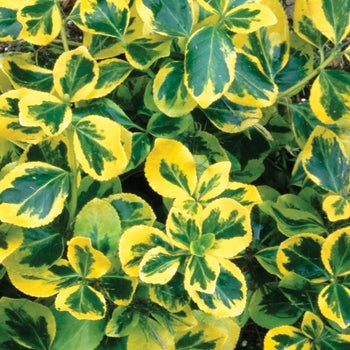 Euonymus-Gold Splash - G2