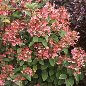 Quick Fire Hydrangea 5 Gallon