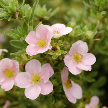 Potentilla-Pink Beauty - G2