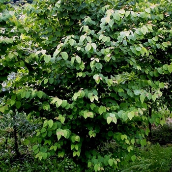 Katsura Tree - G7