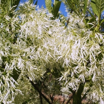 Fringetree-White - G7