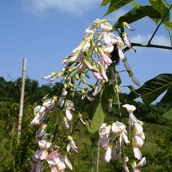 Yellowwood-Perkins Pink - G15
