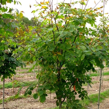 Yellowwood-Perkins Pink - G15