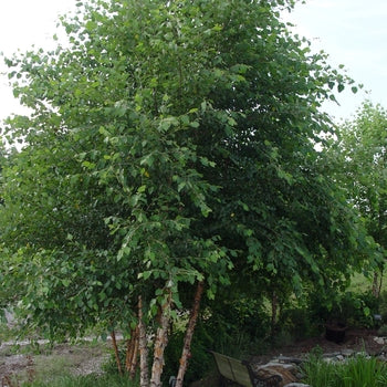 Heritage River Birch Multi Stem G7