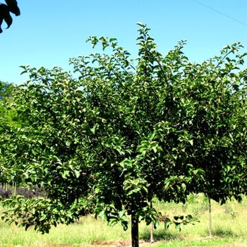 Crabapple-Tina - 2"