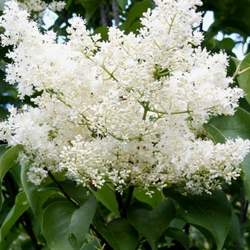 Lilac-Tree Ivory Silk - G10