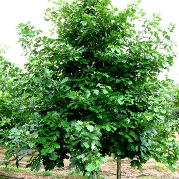 Oak-Swamp White - 2"