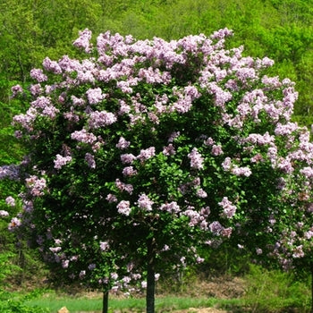 Lilac-Tree Dwarf Korean - G74'S