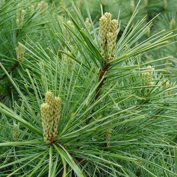 Pine- Eastern White - G7
