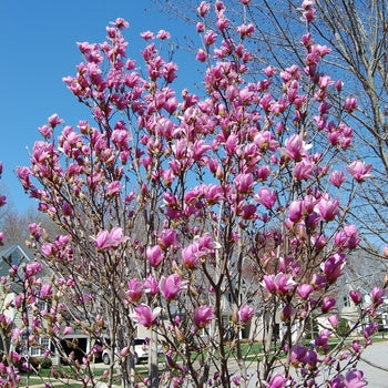 Magnolia-Ann - G7