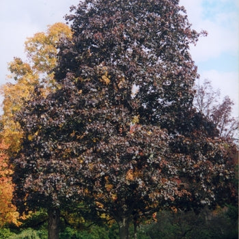 Maple-Crimson King - 2"